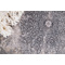 Χαλί 200x300cm Royal Carpet Bamboo Silk 5988C L. Grey Anthracite