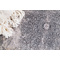 Χαλάκι 100x160cm Royal Carpet Bamboo Silk 5988C L. Grey Anthracite