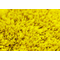 Μοκέτα Nikotex Νότος 167x240 Κίτρινο